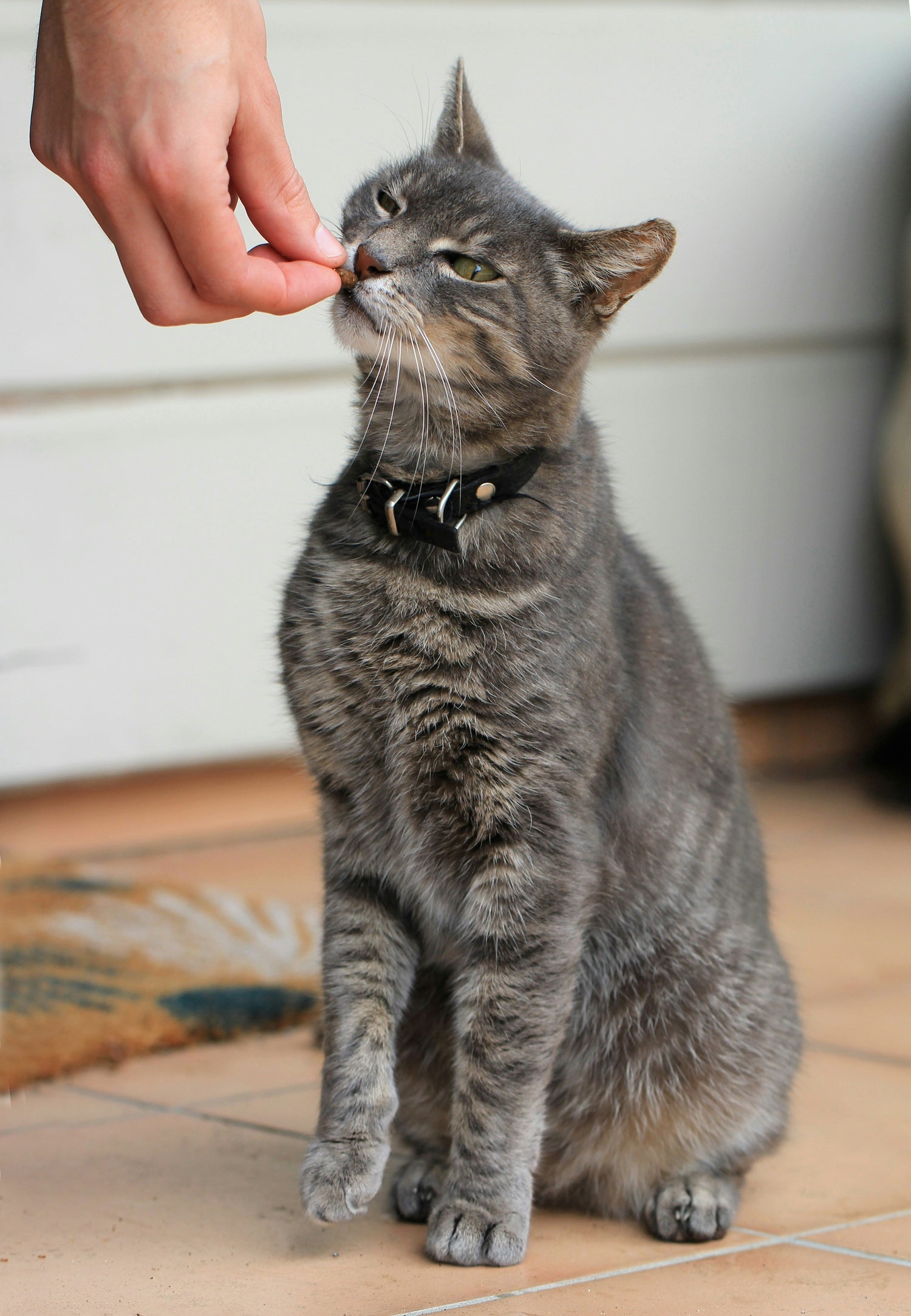 Chats